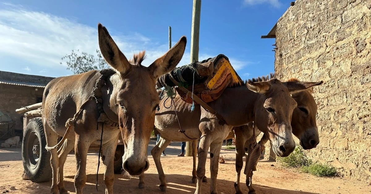 rising-donkey-skin-demand-fuels-theft-and-illegal-trade-in-kenya-ncrc-report-reveals-growing-criminal-networks6a6af6da9d30e.jpg
